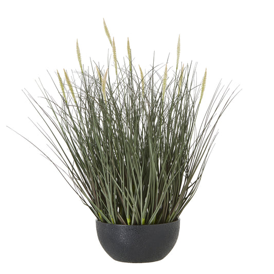 50cm Grass Plant (pot not included)