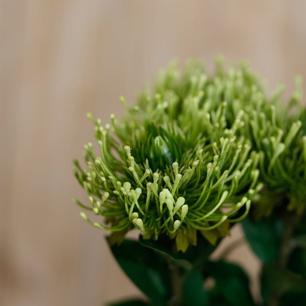 Set of 3 Artificial Flowers Green Protea Lorea Stems
