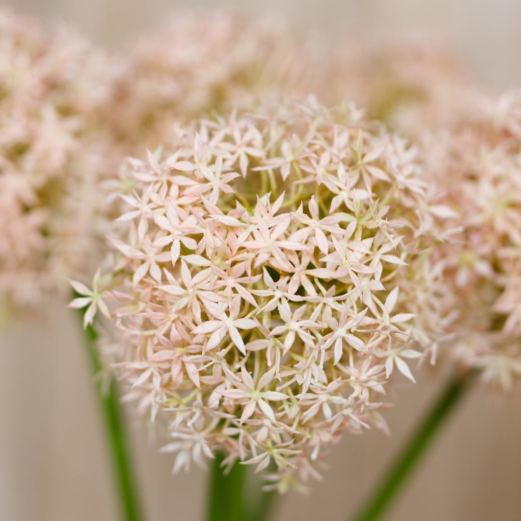 Set of 3 Artificial Flowers Pink Giant Allium Stems