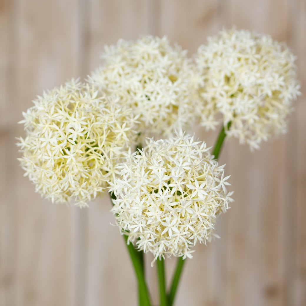 Set of 3 Artificial Flowers Cream Medium Allium Stems