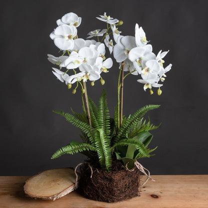 Artificial Plant Large White Orchid Flowers and Fern in Rootball