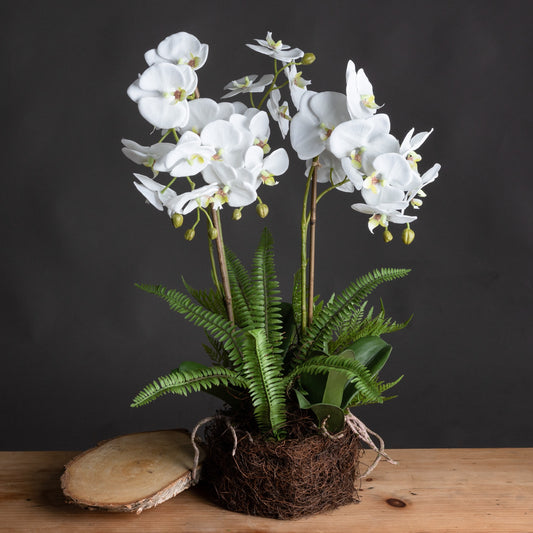Artificial Plant Large White Orchid Flowers and Fern in Rootball