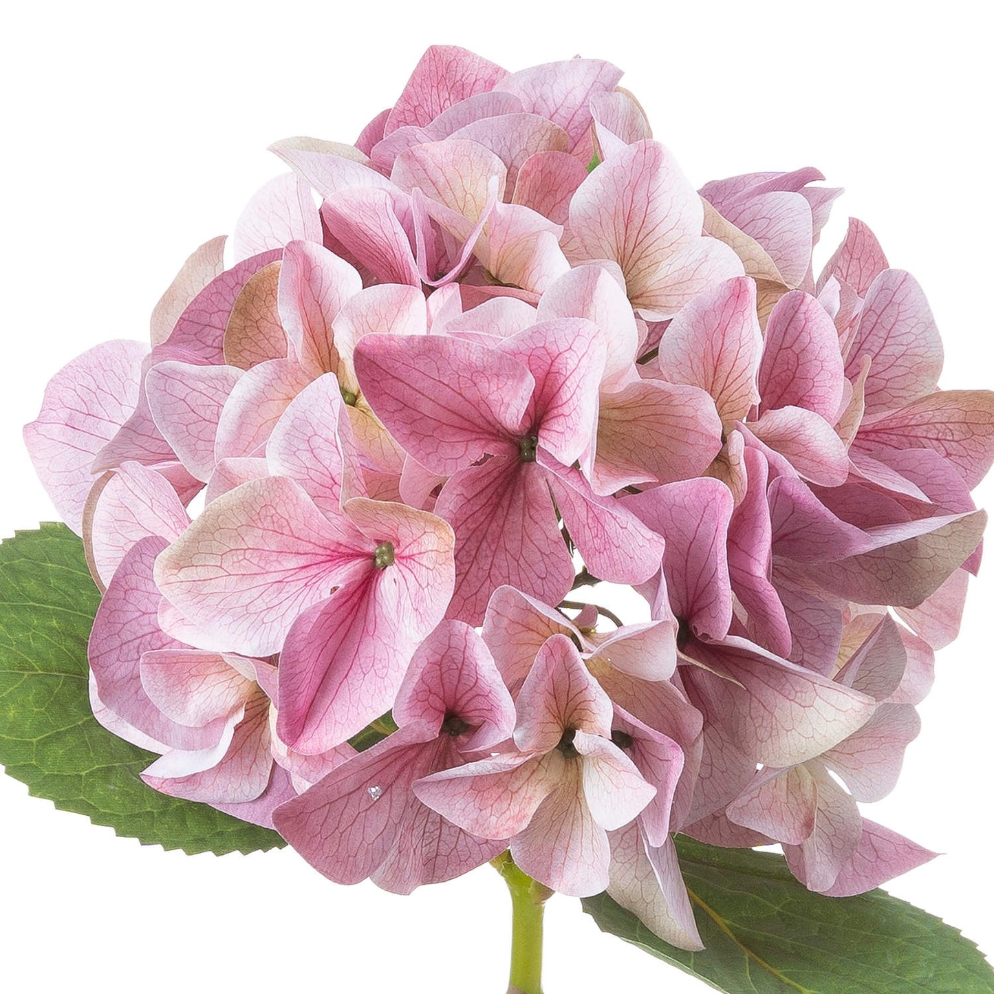 Set of 3 Artificial Flowers  Shabby Pink Single Hydrangea Stems