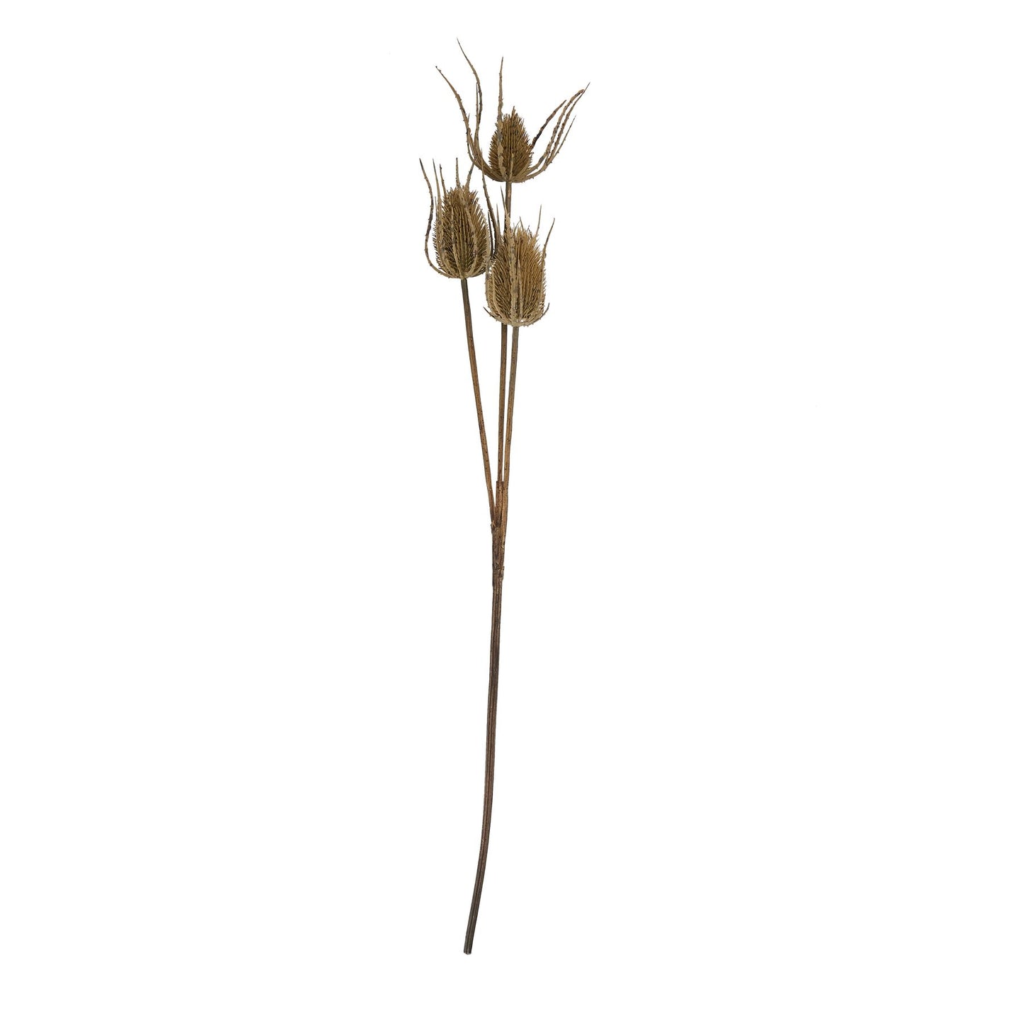 Set of 3 Artificial Flowers Large Brown Triple Teasle Stems