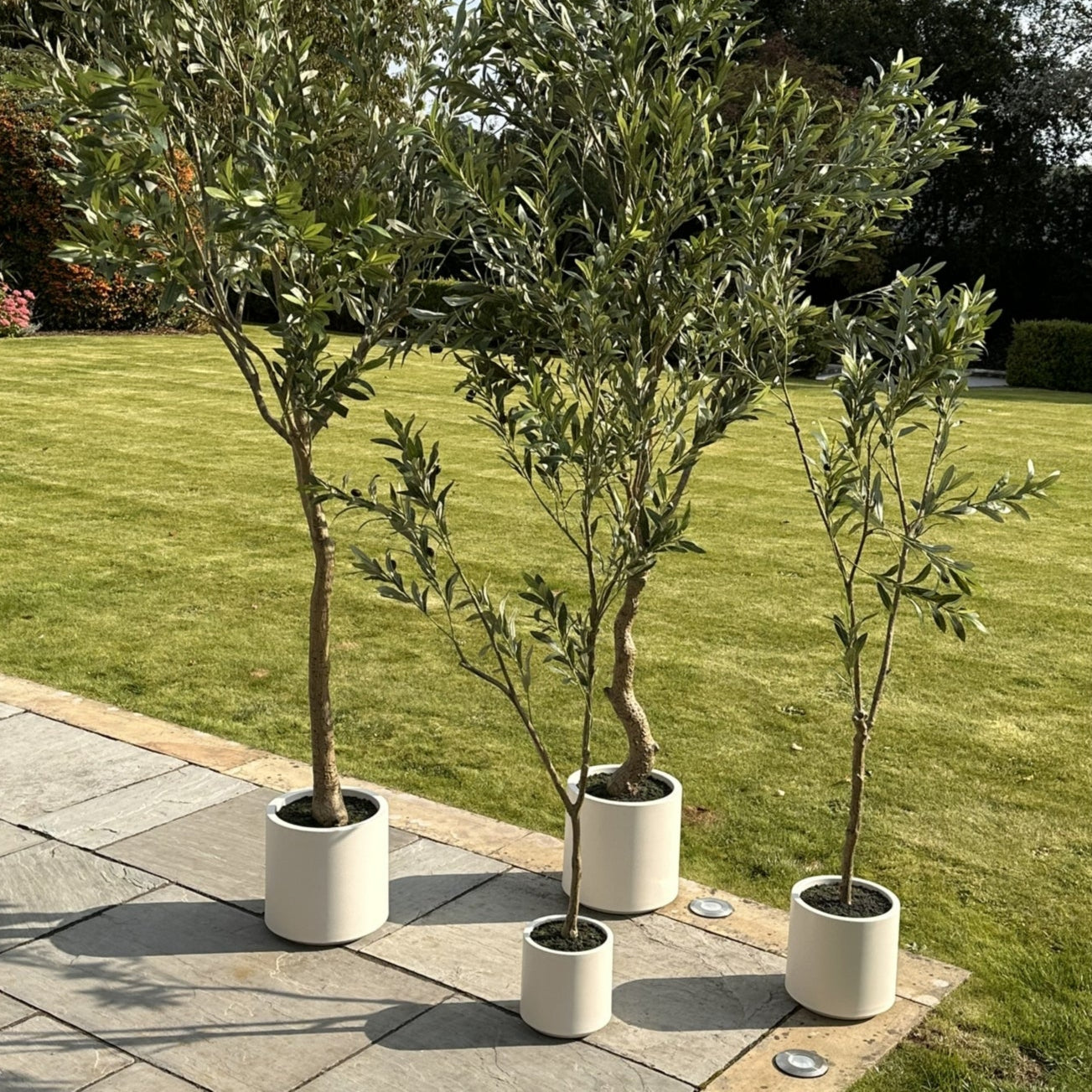 240cm Tall Mediterranean  Artificial Olive Tree In White Ceramic Pot