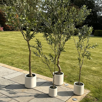 240cm Tall Mediterranean  Artificial Olive Tree In White Ceramic Pot