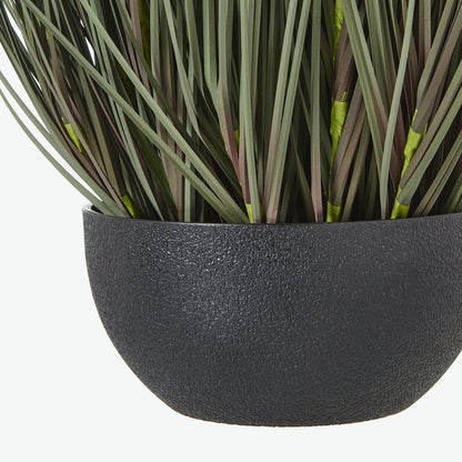 50cm Grass Plant (pot not included)