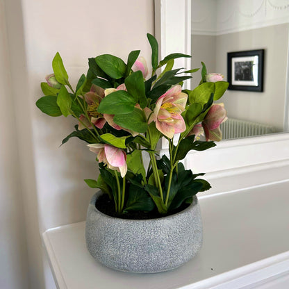 Artificial Plant Variegated Pink Hellebore Plant In Grey Ceramic Pot