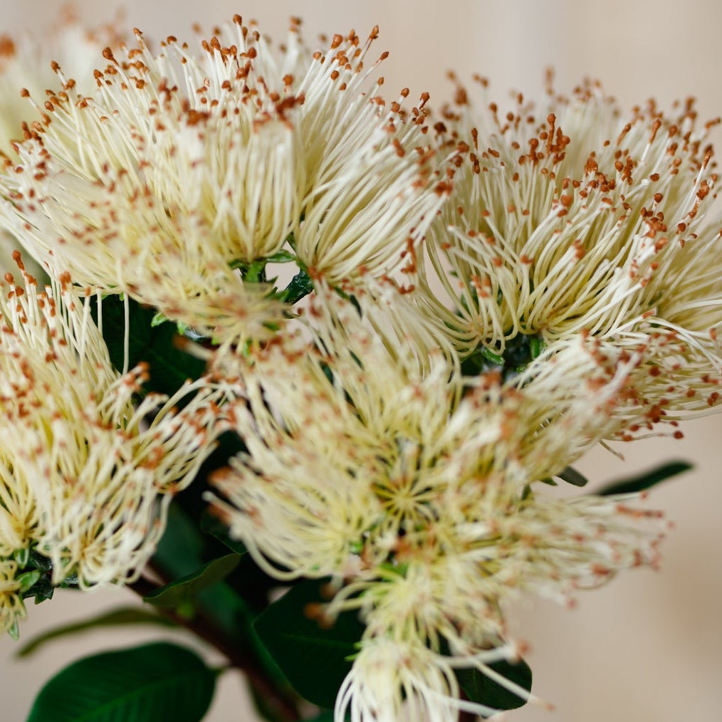 Set of 3 Artificial Flowers Cream Protea Nitida Stems