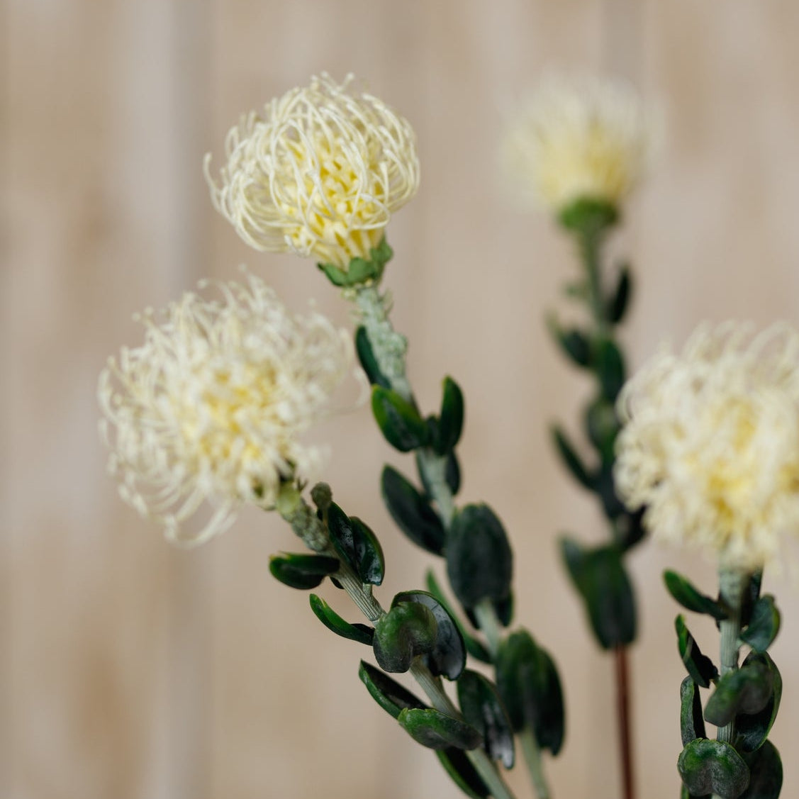 Set of 3 Artificial Flowers Cream Pincushion Protea Sprays