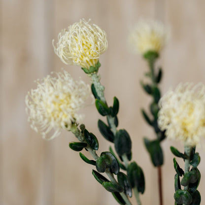Set of 3 Artificial Flowers Cream Pincushion Protea Sprays
