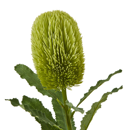 Set of 3 Artificial Flowers Large Green Banksia Serrata Stems