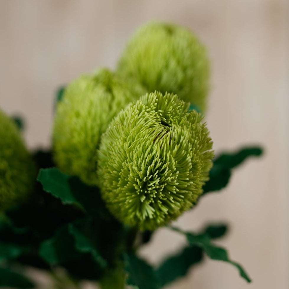 Set of 3 Artificial Flowers Large Green Banksia Serrata Stems