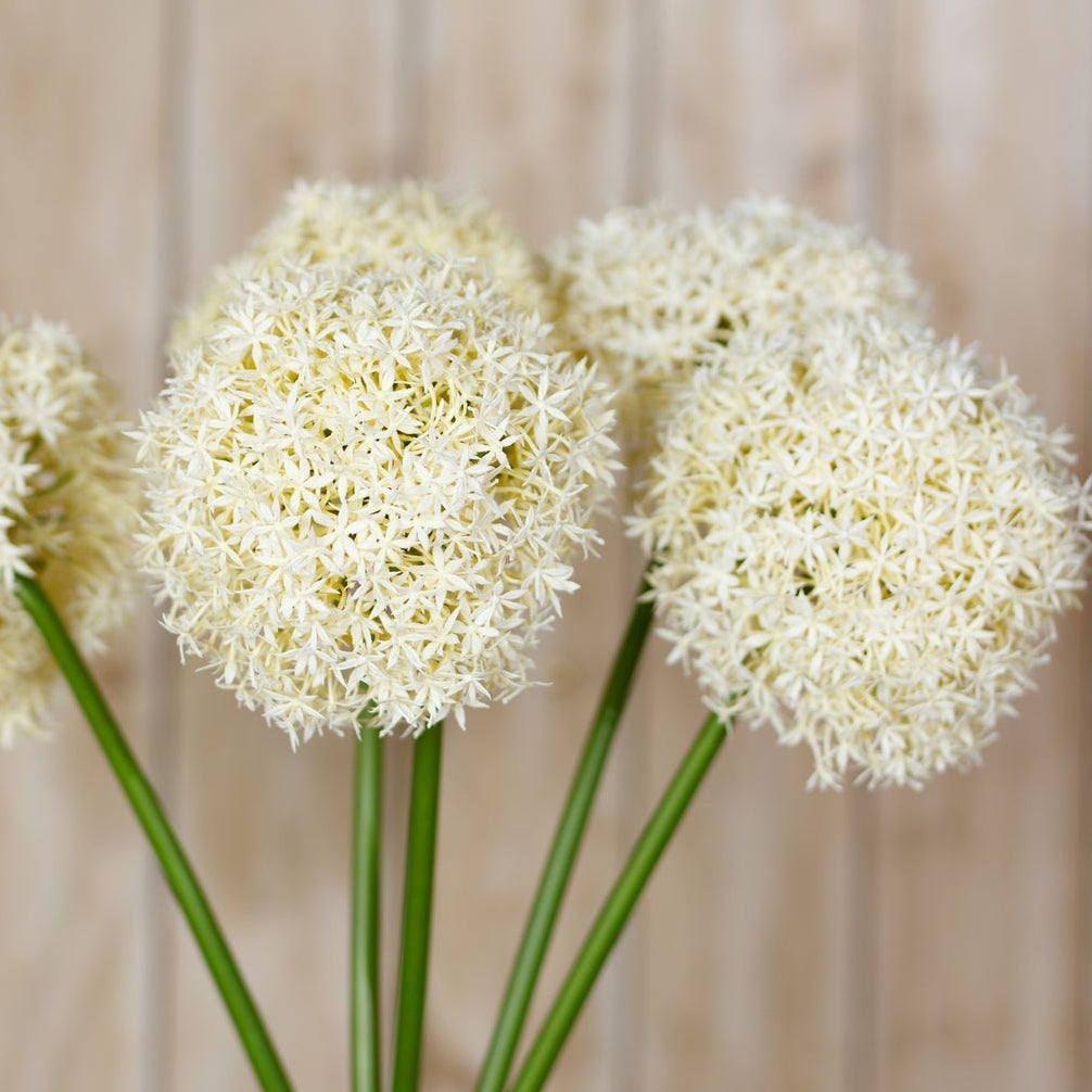 Set of 3 Artificial Flowers Cream Giant Allium Stems
