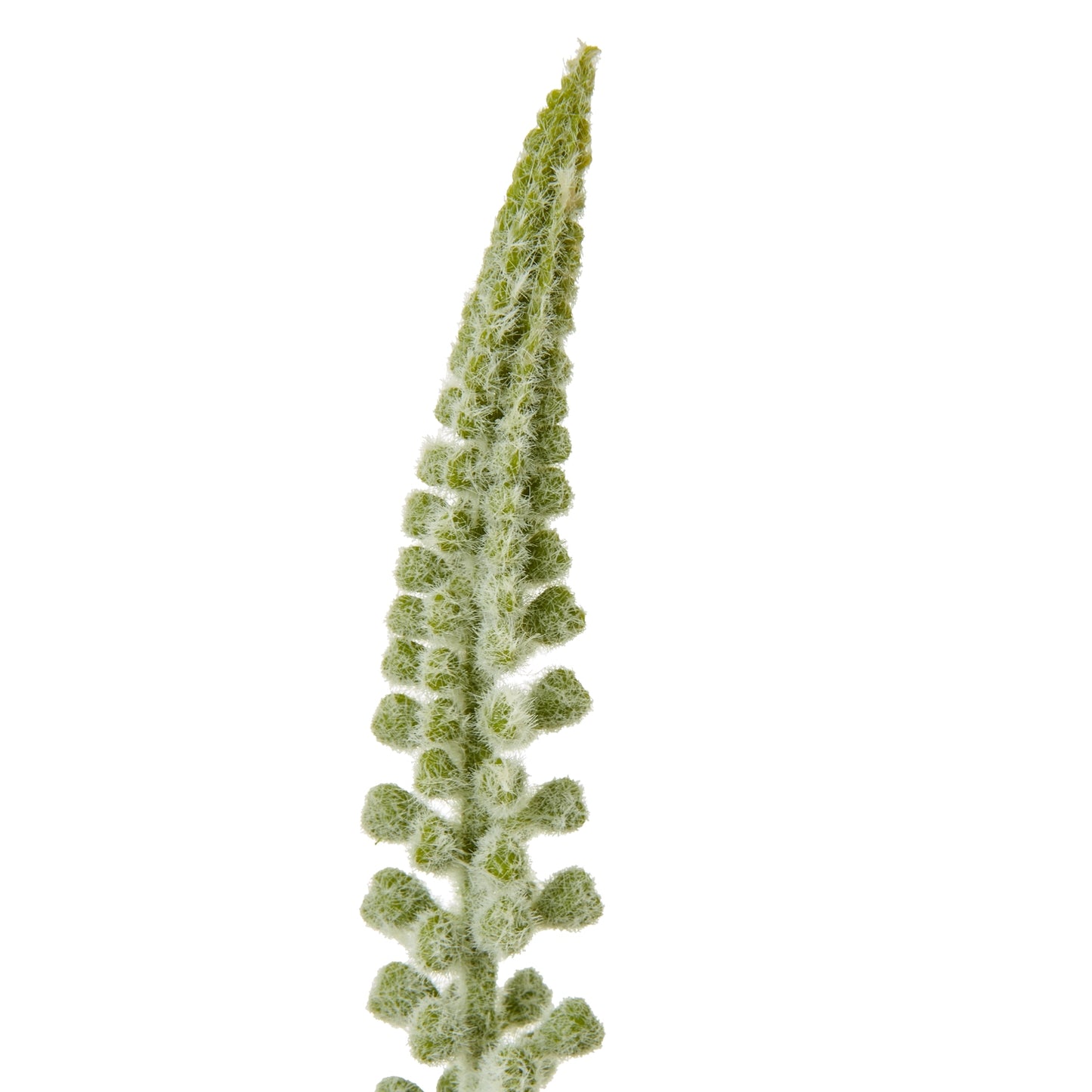 Set of 3 Artificial Flowers White Eremurus Stems