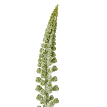 Set of 3 Artificial Flowers White Eremurus Stems