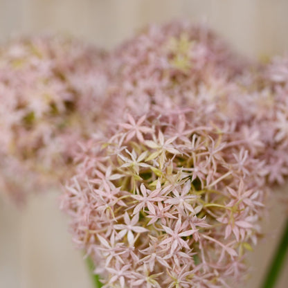 Set of 3 Artificial Flowers Lilac Giant Allium Stems