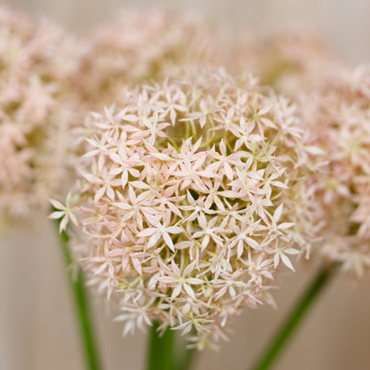 Set of 3 Artificial Flowers Pink Giant Allium Stems
