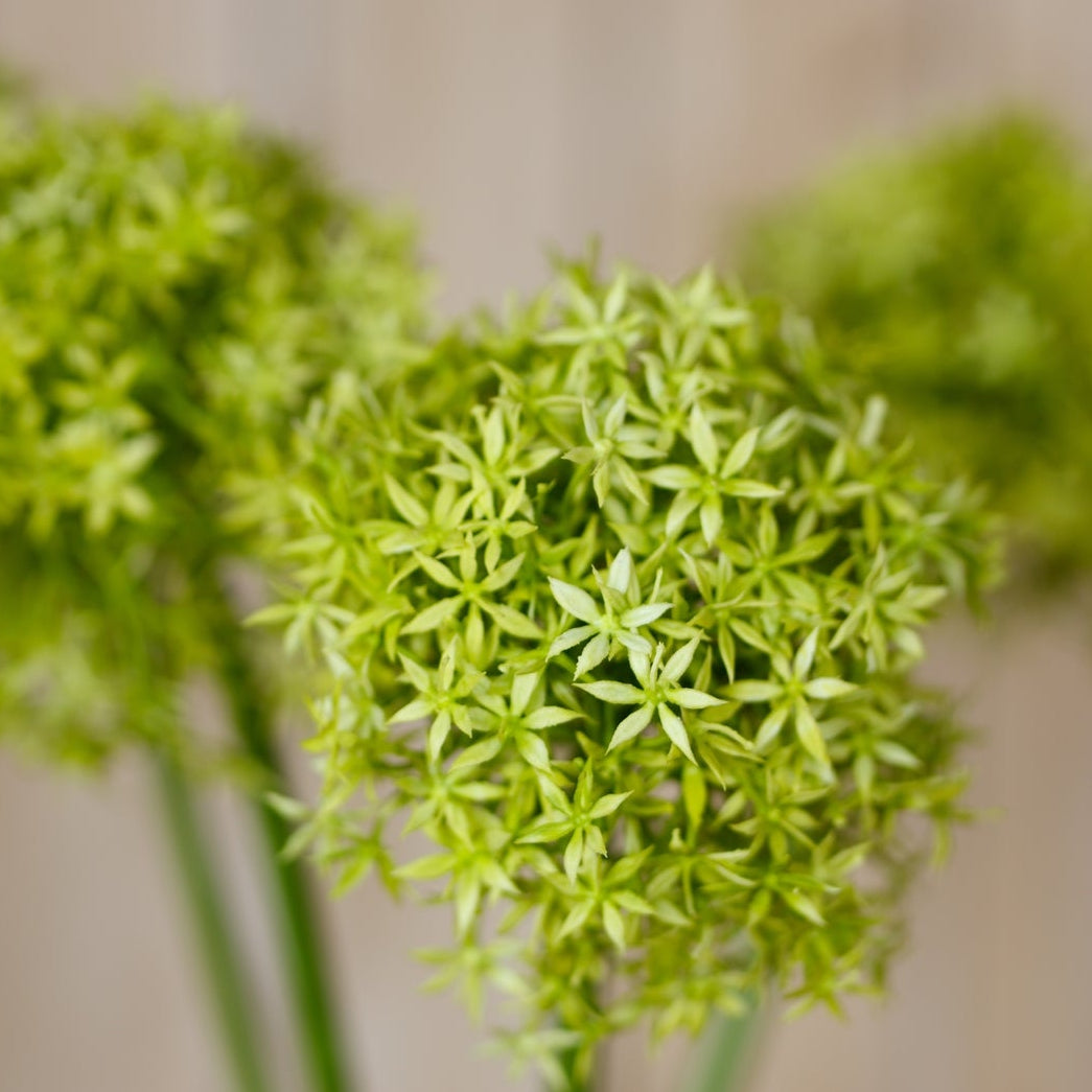 Set of 3 Artificial Flowers Green Giant Allium Stems