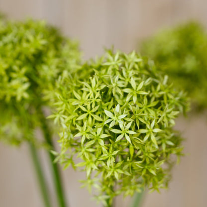 Set of 3 Artificial Flowers Green Giant Allium Stems