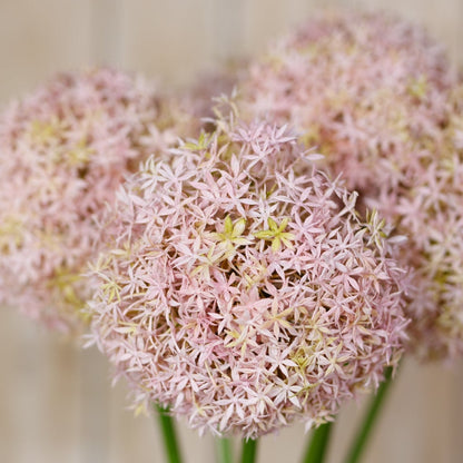 Set of 3 Artificial Flowers Lilac Medium Allium Stems