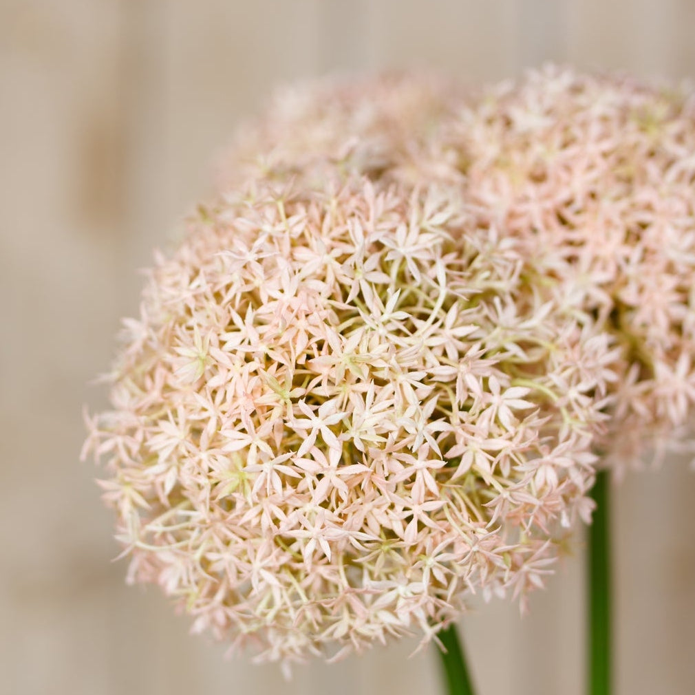 Set of 3 Artificial Flowers Pink Medium Allium Stems