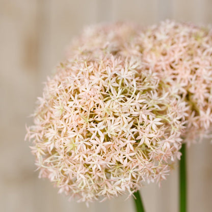 Set of 3 Artificial Flowers Pink Medium Allium Stems