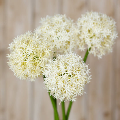 Set of 3 Artificial Flowers Cream Medium Allium Stems
