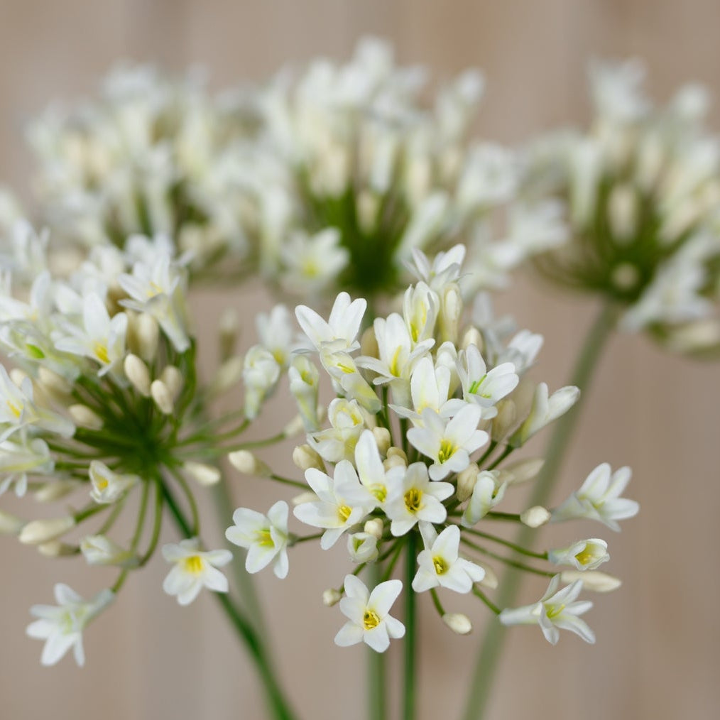 Set of 3 Artificial Flowers Cream Agapanthus Sprays