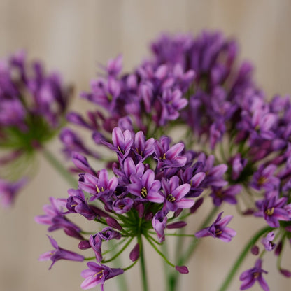 Set of 3 Artificial Flowers Lilac Agapanthus Sprays