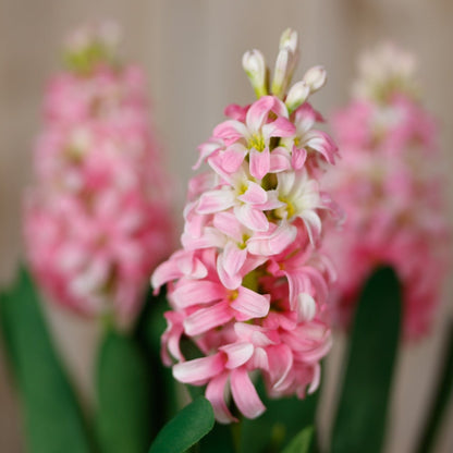 Set of 3 Artificial Flowers Pink Hyacinth Stems