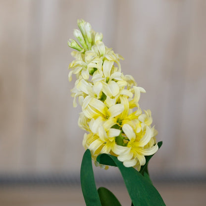 Set of 3 Artificial Flowers Yellow Hyacinth Stems