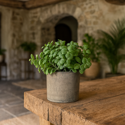 Basil Artificial Plant In Stone Effect Pot